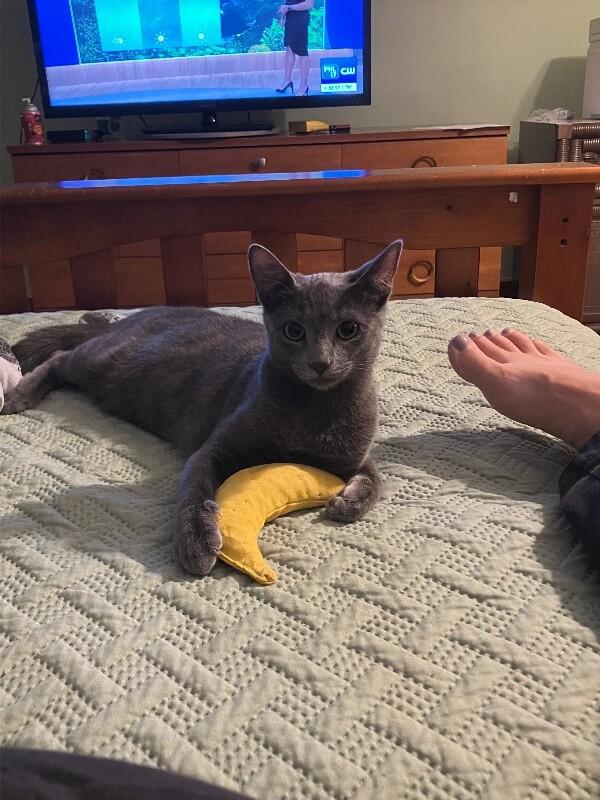 Enlarge Theo, a Adoptable Domestic Short Hair in Colmar, PA image 5/6
