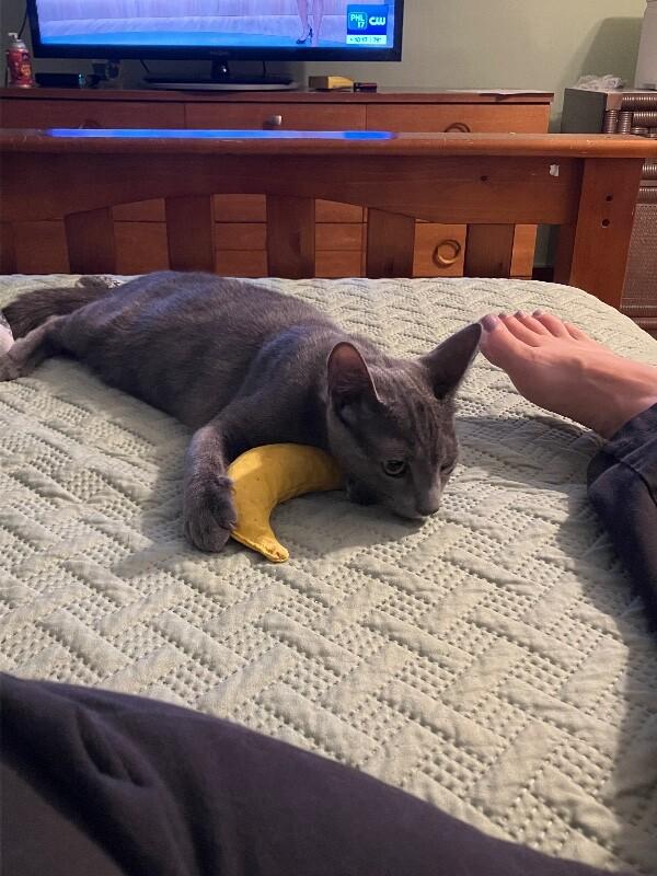Enlarge Theo, a Adoptable Domestic Short Hair in Colmar, PA image 6/6