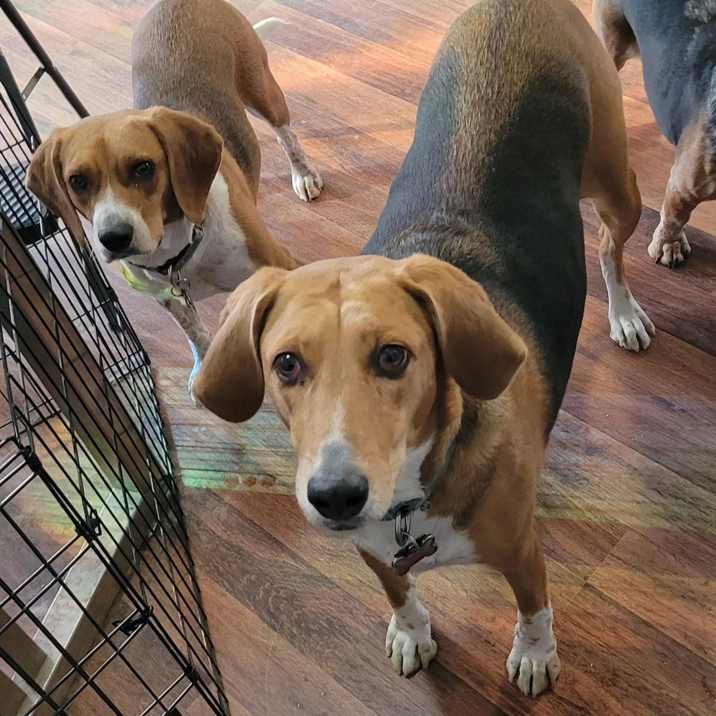 Cookie, Adoptable, Young Female Beagle & Hound.