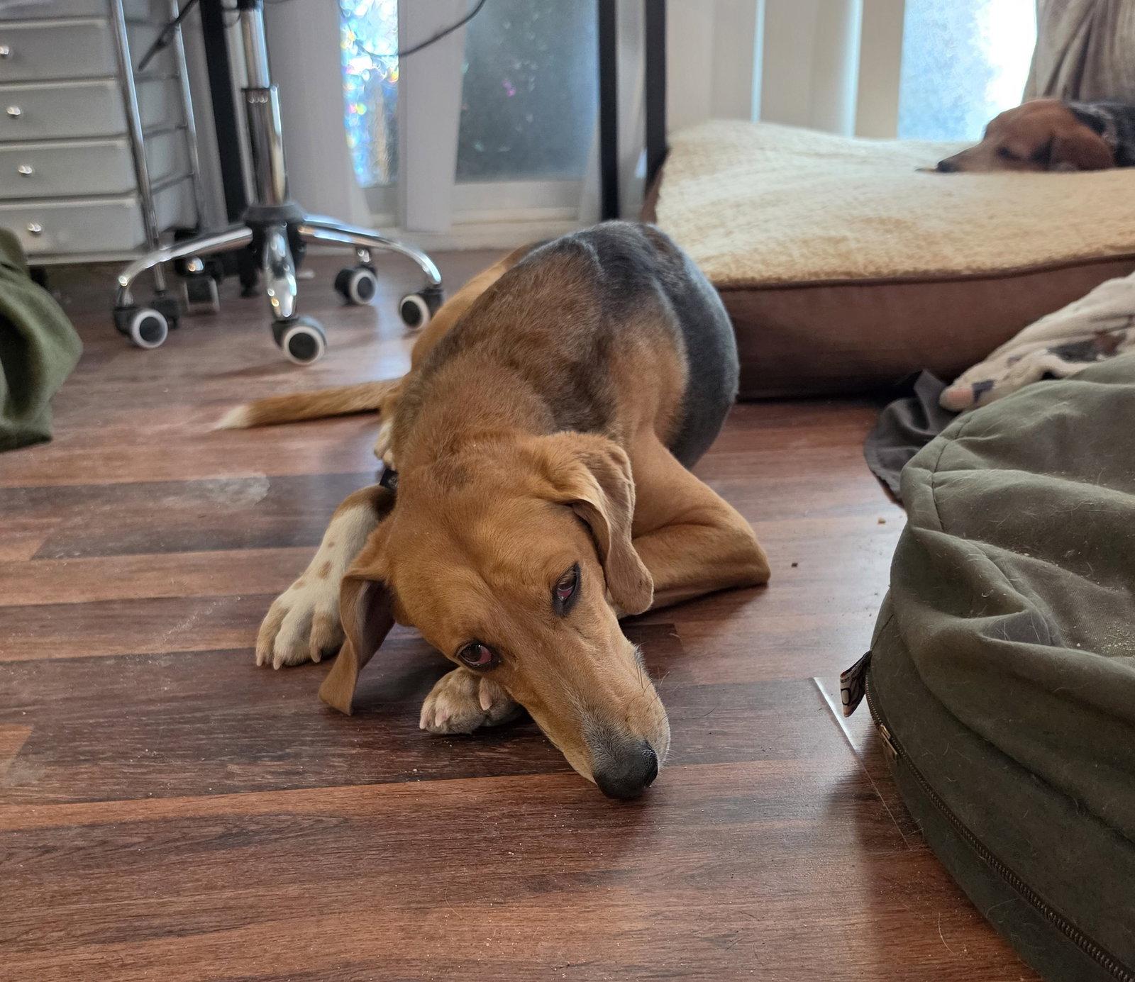 Enlarge Cookie, a Adoptable mixed breed in Las Vegas, NV image 2/3