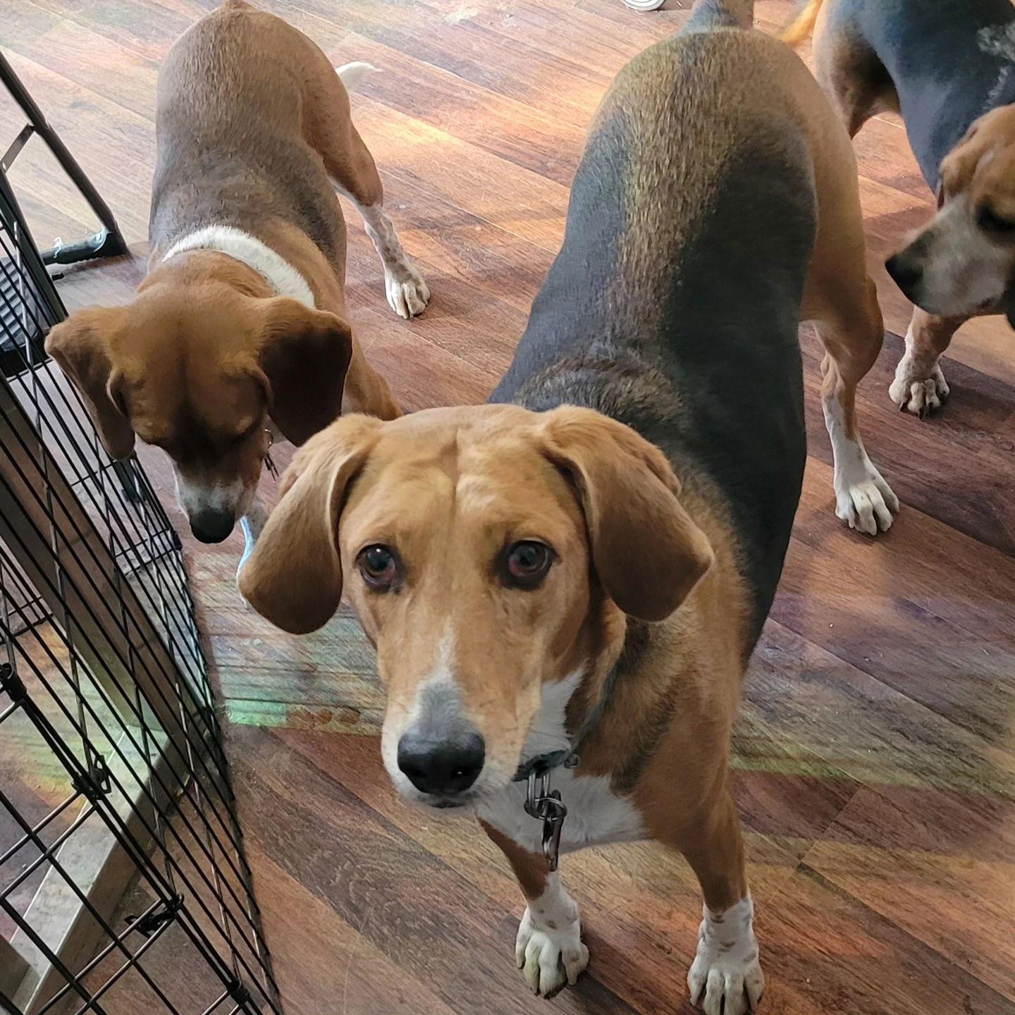 Enlarge Cookie, a Adoptable mixed breed in Las Vegas, NV image 2/3