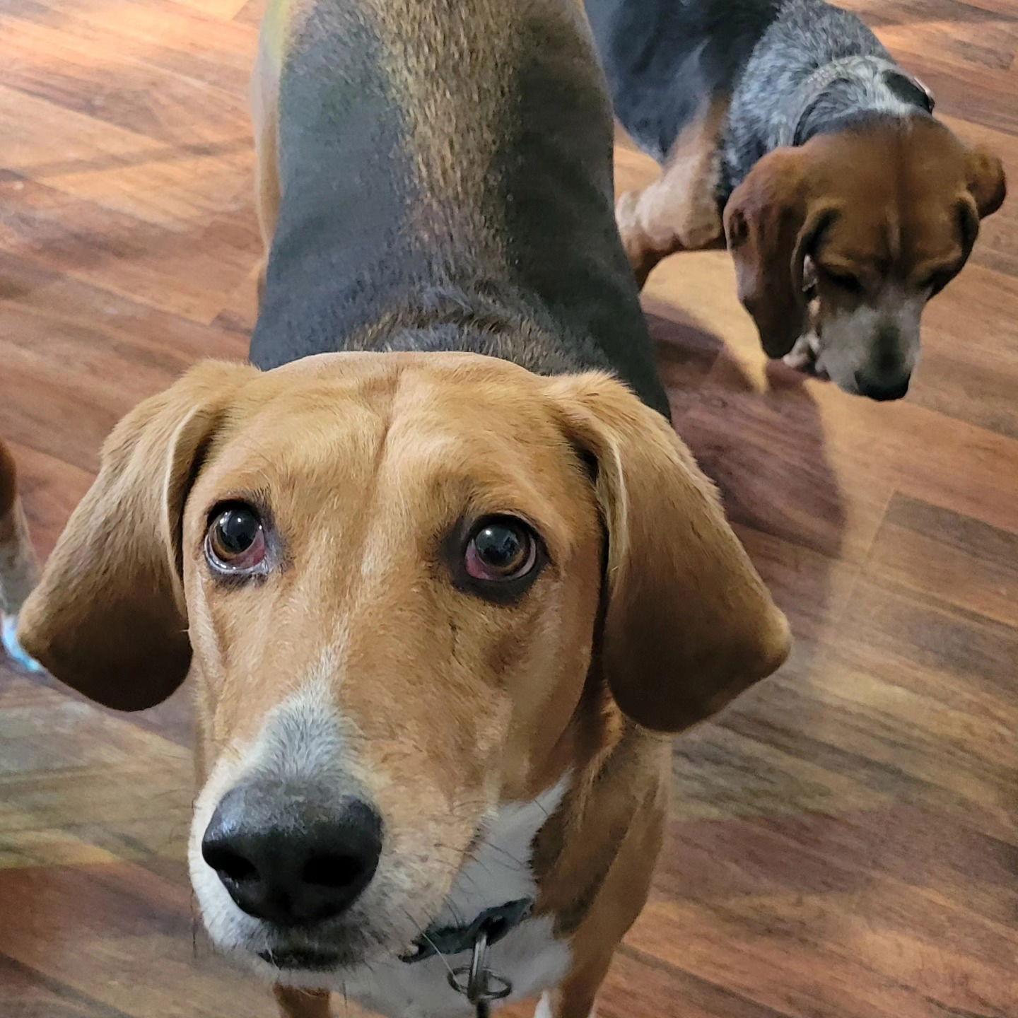 Cookie — thumbnail 2