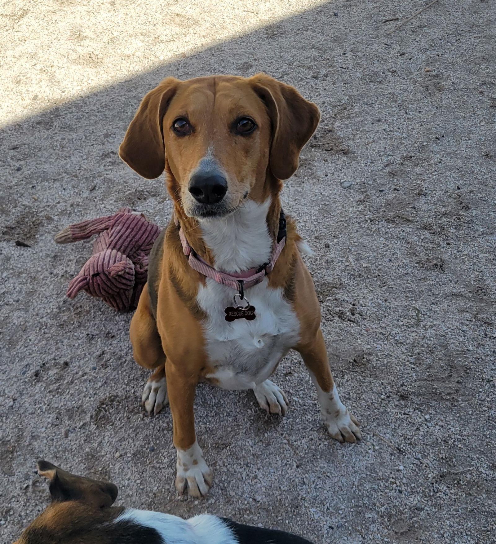Enlarge Cookie, a Adoptable mixed breed in Las Vegas, NV image 3/3