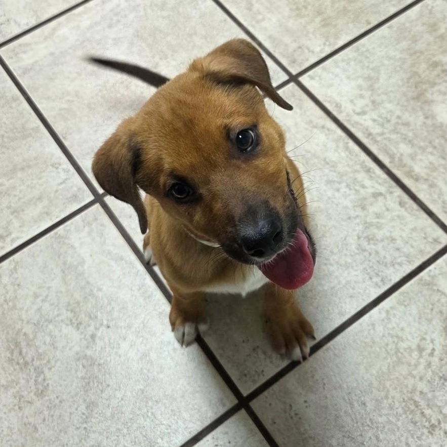 Enlarge Fifa, a Adoptable mixed breed in Marietta, GA image 2/3