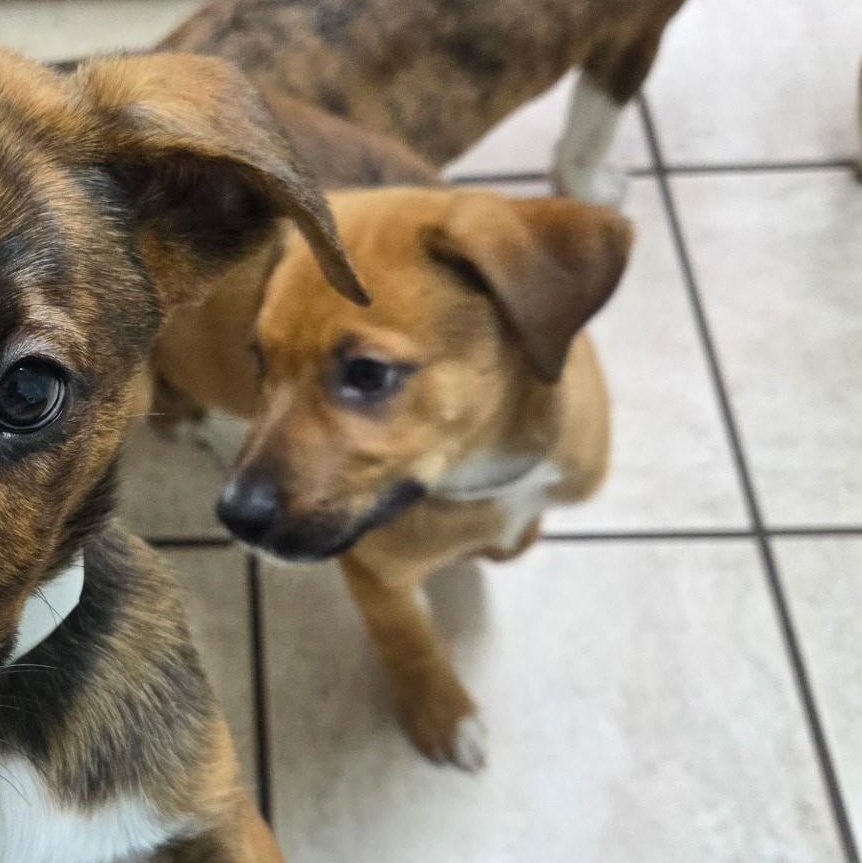 Enlarge Fifa, a Adoptable mixed breed in Marietta, GA image 3/3