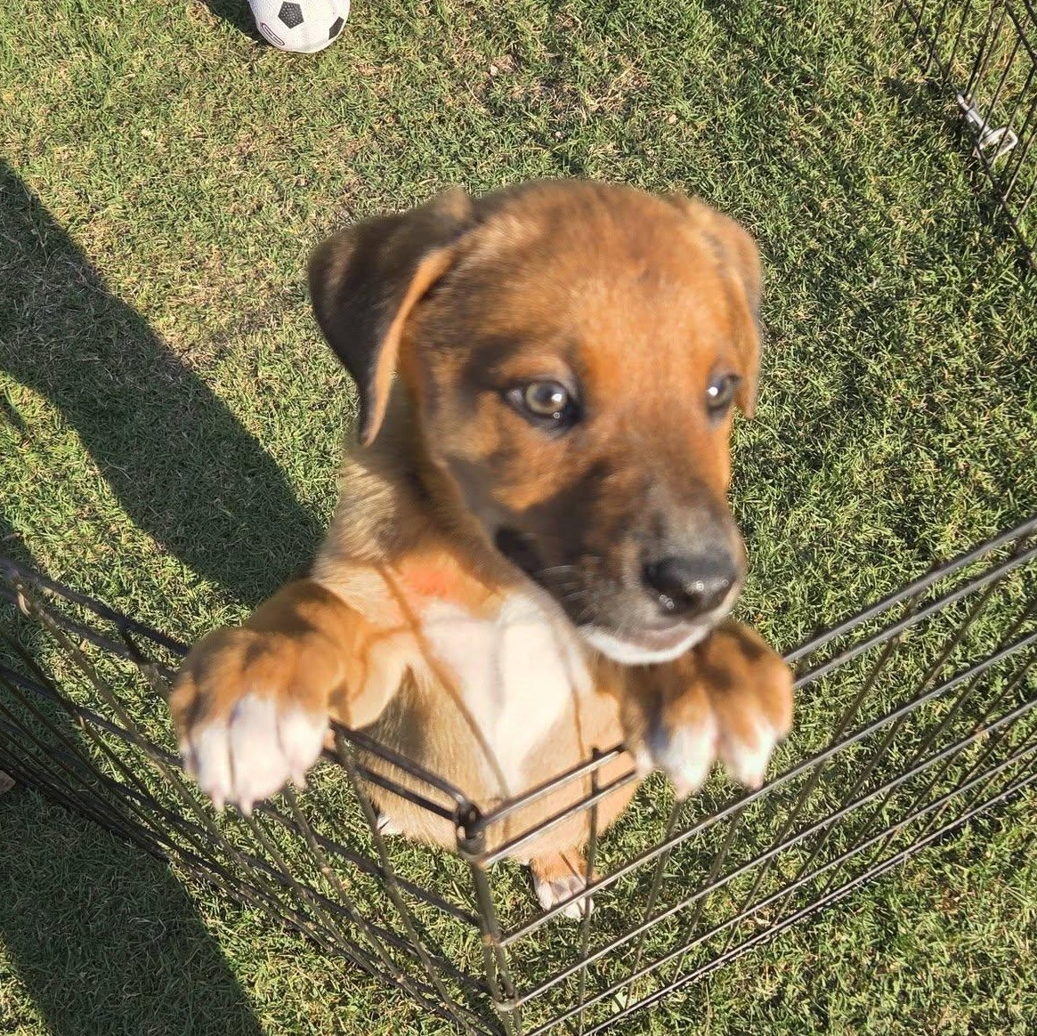 Fifa, Adoptable, Puppy Female Mixed Breed.