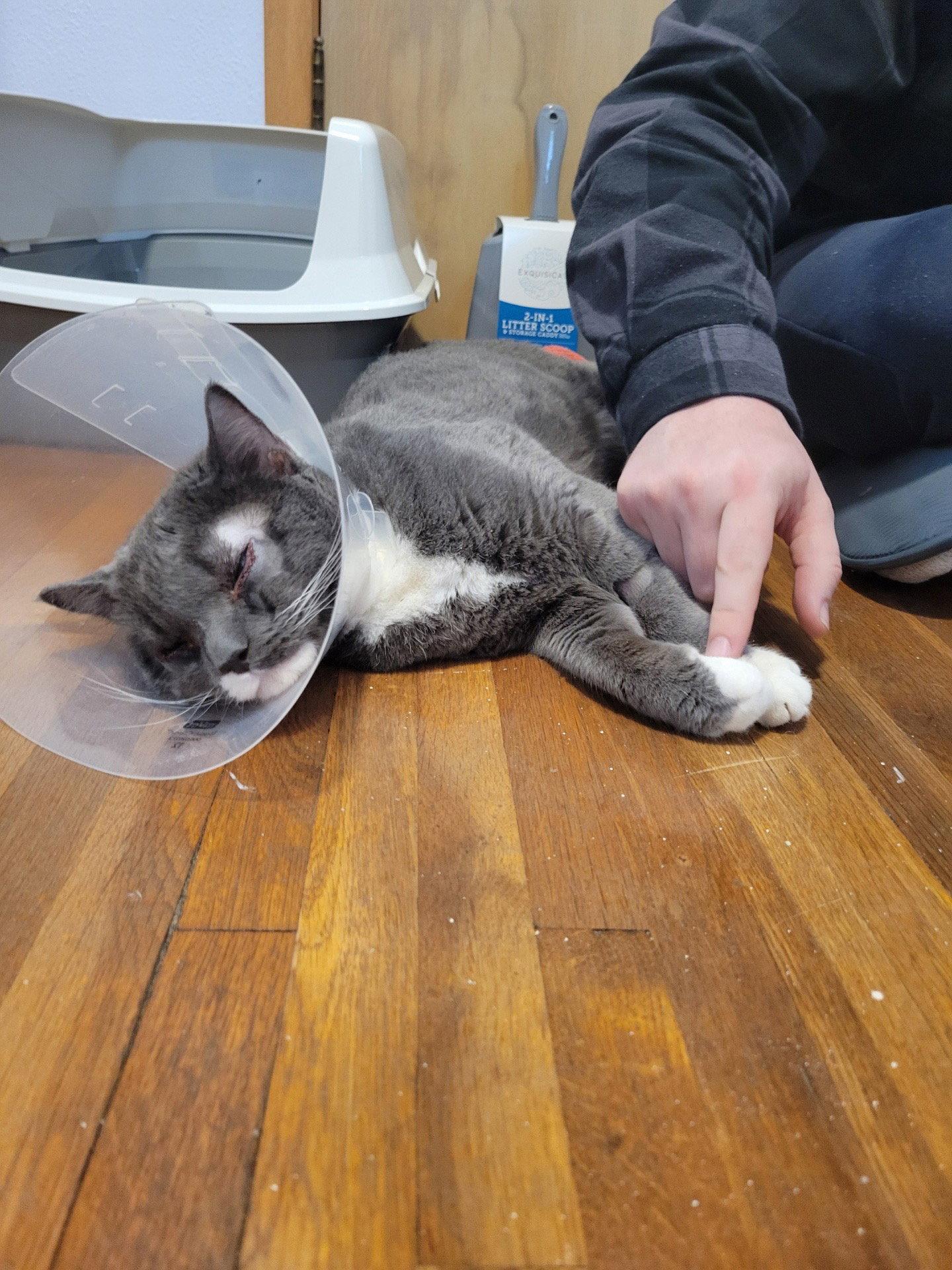 Enlarge Smokey, a Adopted Domestic Short Hair in Estherville, IA image 1/1