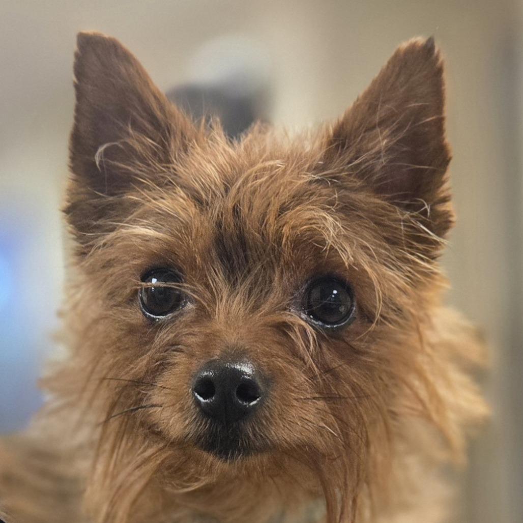 Prince, a Adoptable Mixed Breed in Sonoma, CA image 1/4