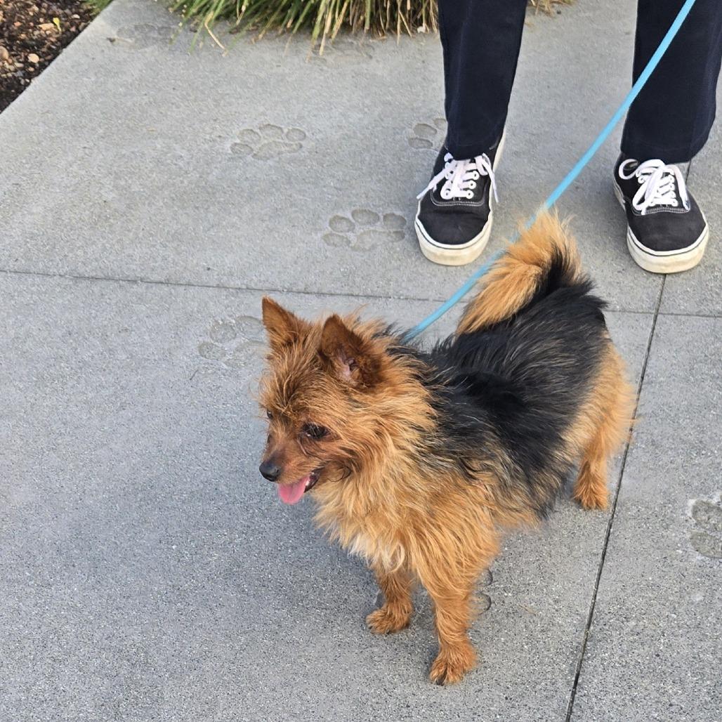 Prince, a Adoptable Mixed Breed in Sonoma, CA image 3/4