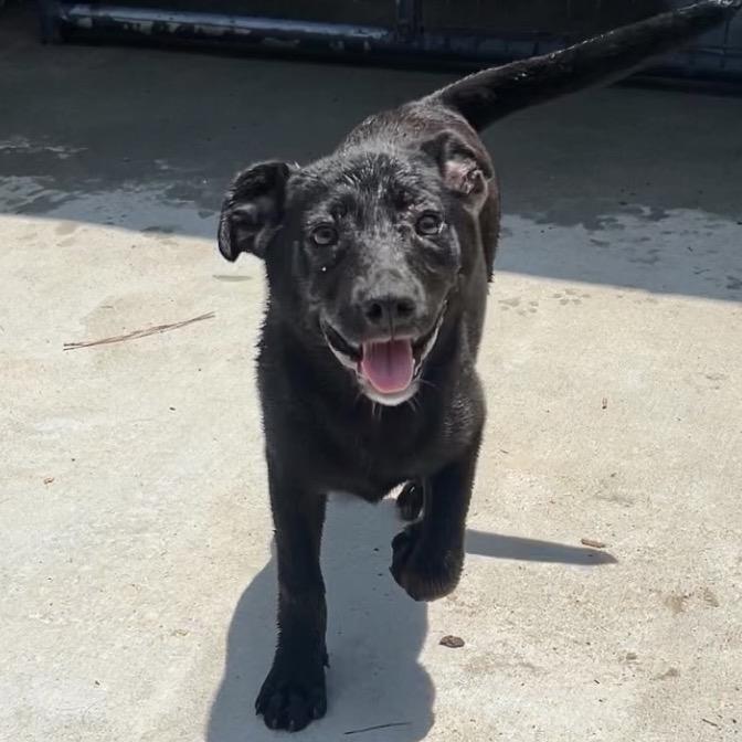 Enlarge LaToya, a Adoptable Terrier in Parrish, AL image 3/5