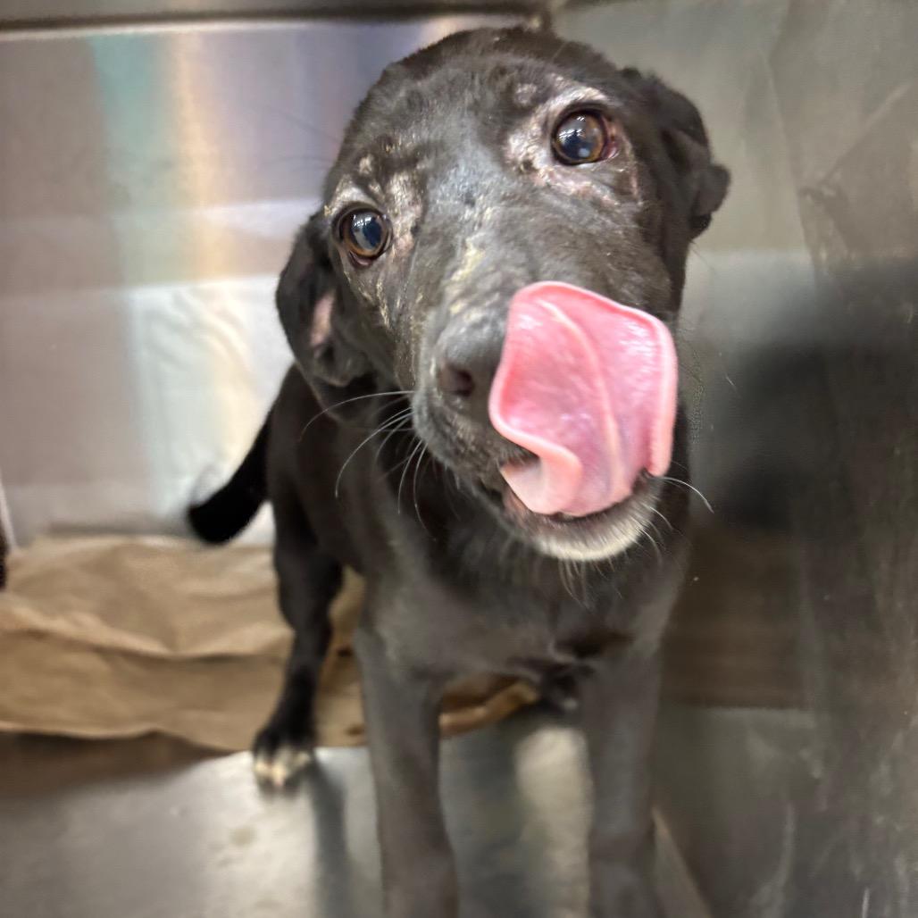 Enlarge LaToya, a Adoptable Terrier in Parrish, AL image 4/5