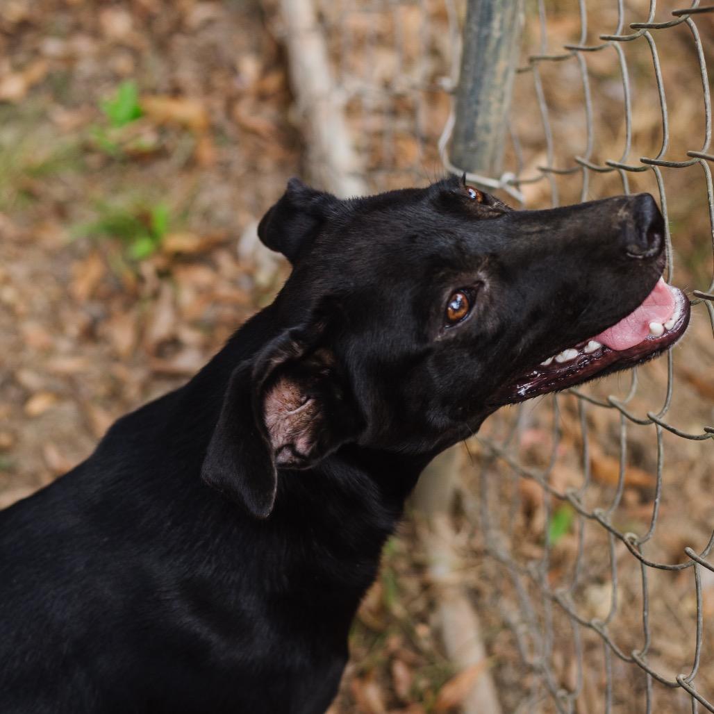LaToya, Adoptable, Young Female Terrier.