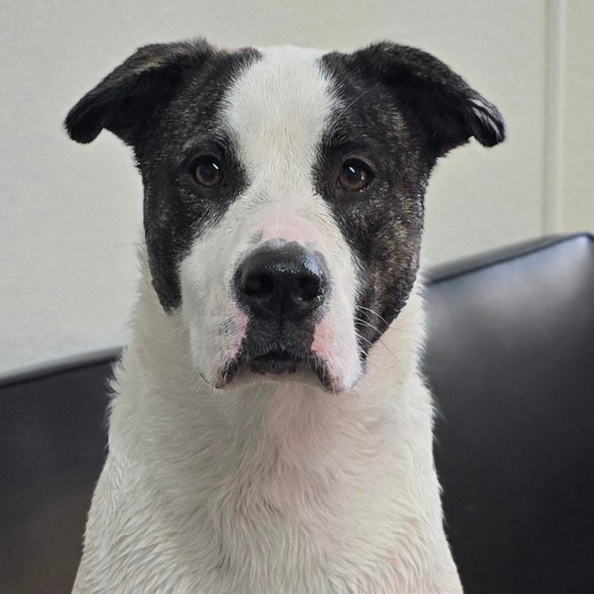 Enlarge GG a.k.a. Peris, a Adoptable mixed breed in Holton, KS image 1/2