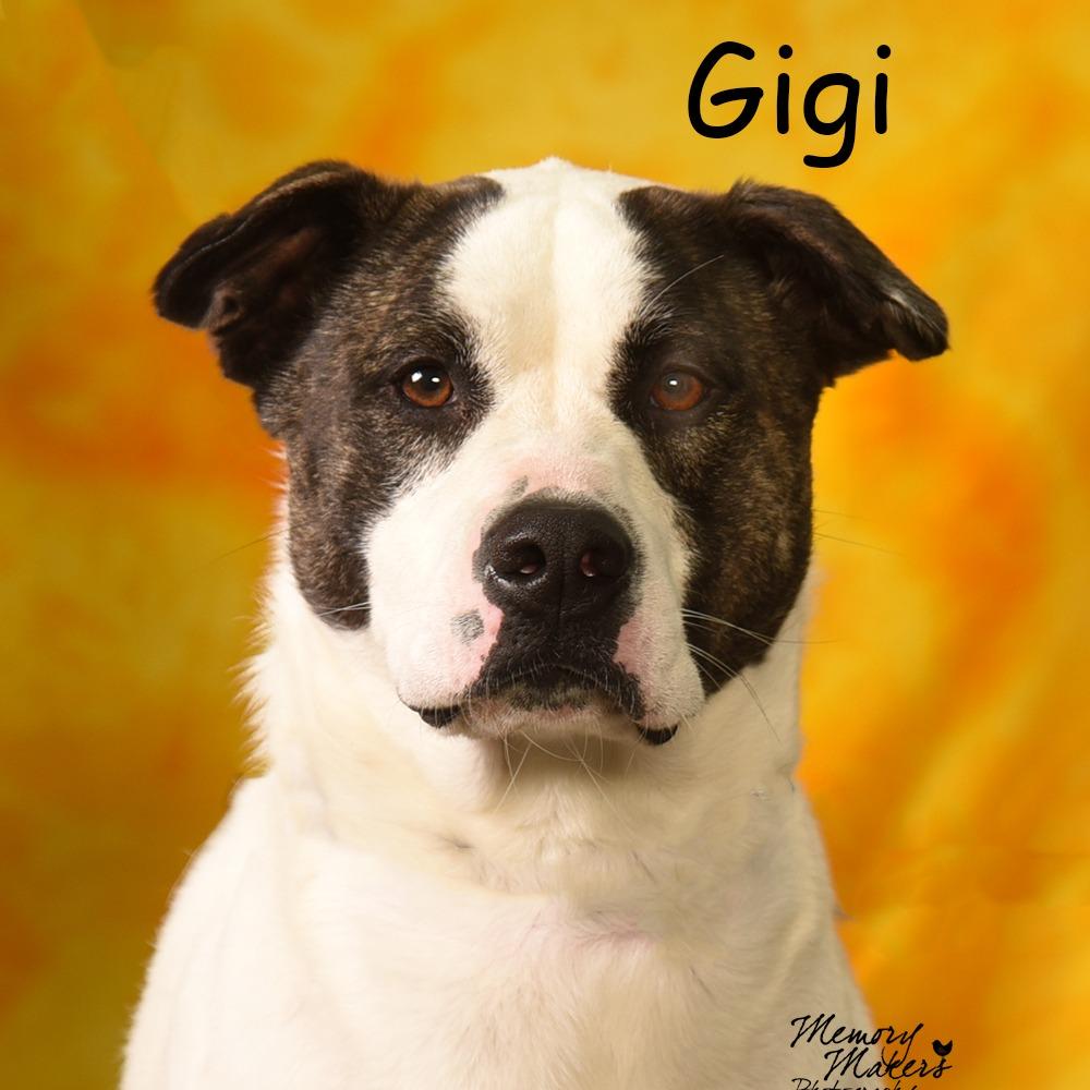 Enlarge GG a.k.a. Peris, a Adoptable mixed breed in Holton, KS image 2/4