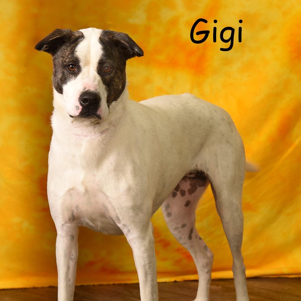 Enlarge GG a.k.a. Peris, a Adoptable mixed breed in Holton, KS image 3/4