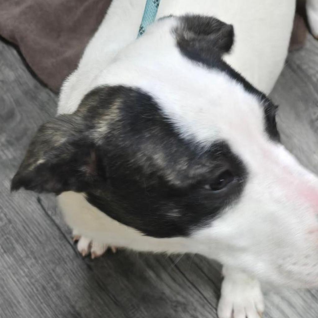 Enlarge GG a.k.a. Peris, a Adoptable mixed breed in Holton, KS image 2/2