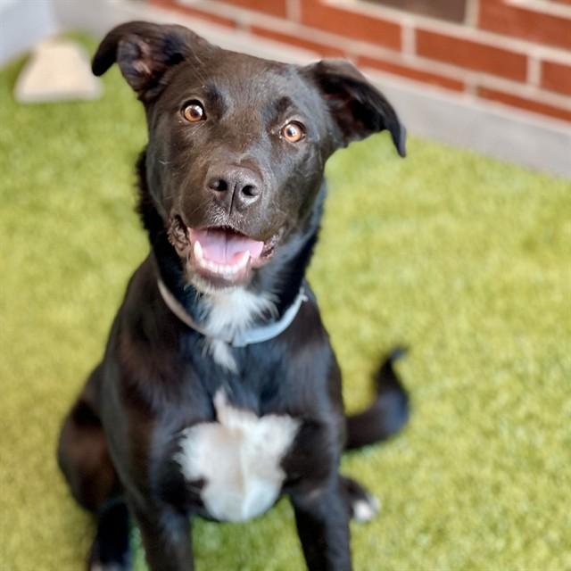 Enlarge SIS, a Adoptable Mixed Breed in Edmond, OK image 1/1