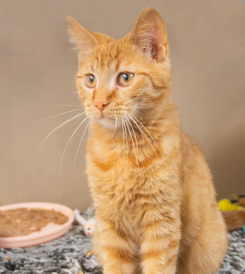Brady, ADOPTABLE, Young Male Domestic Short Hair.