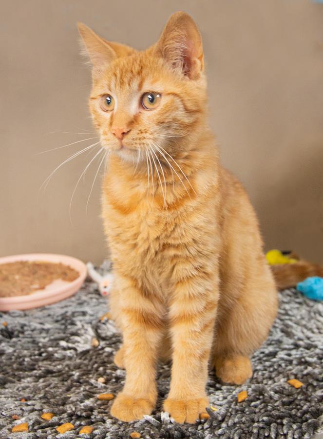 Enlarge Brady, a ADOPTABLE Domestic Short Hair in Paramus, NJ image 2/2