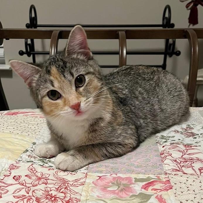 *LILY, adopted, Kitten Female Tabby.