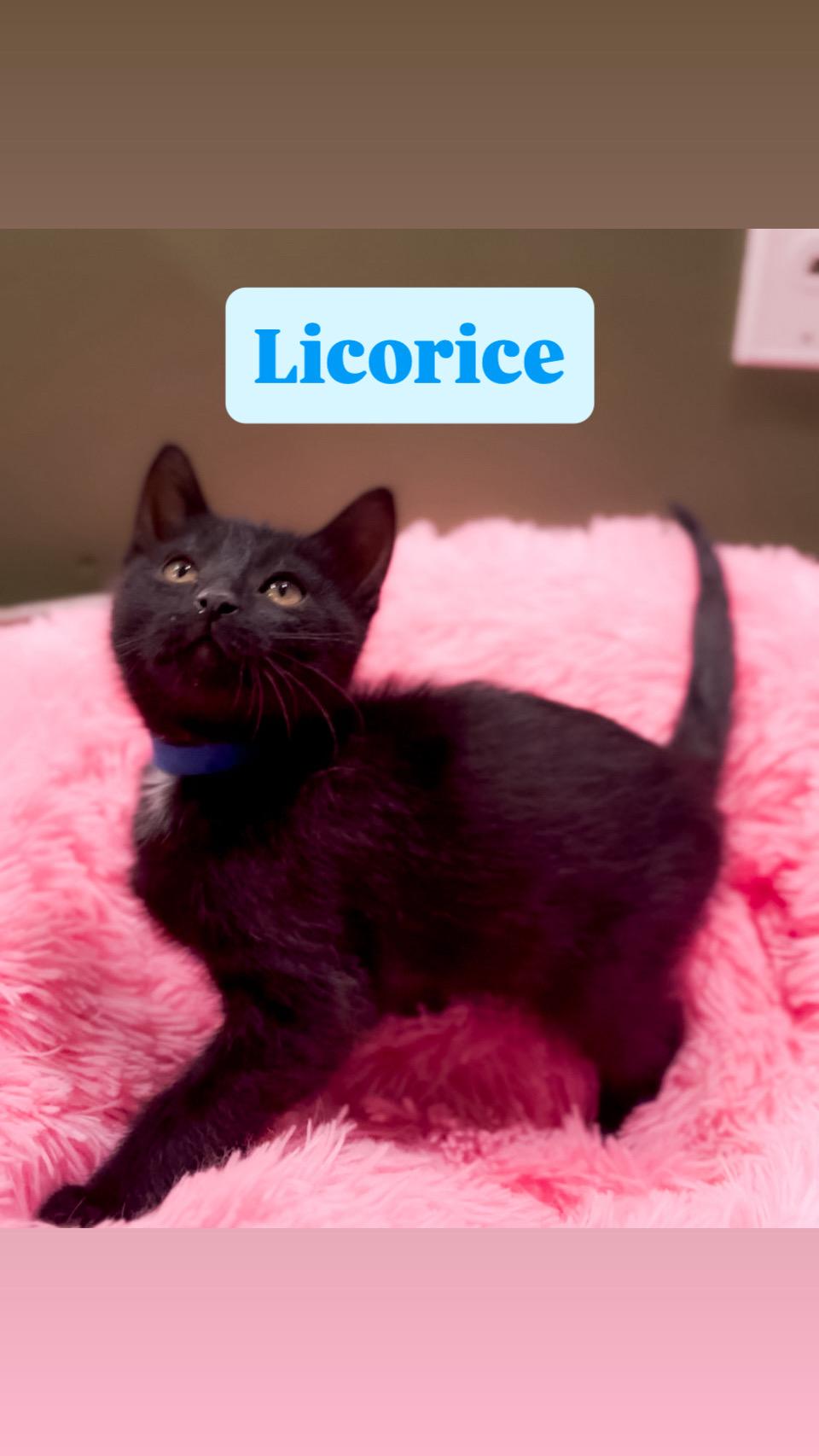 Licorice, Adoptable, Kitten Male Domestic Short Hair.