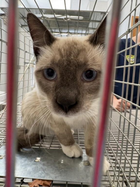 Enlarge A211993, a Adoptable Siamese in Olivehurst, CA image 1/1