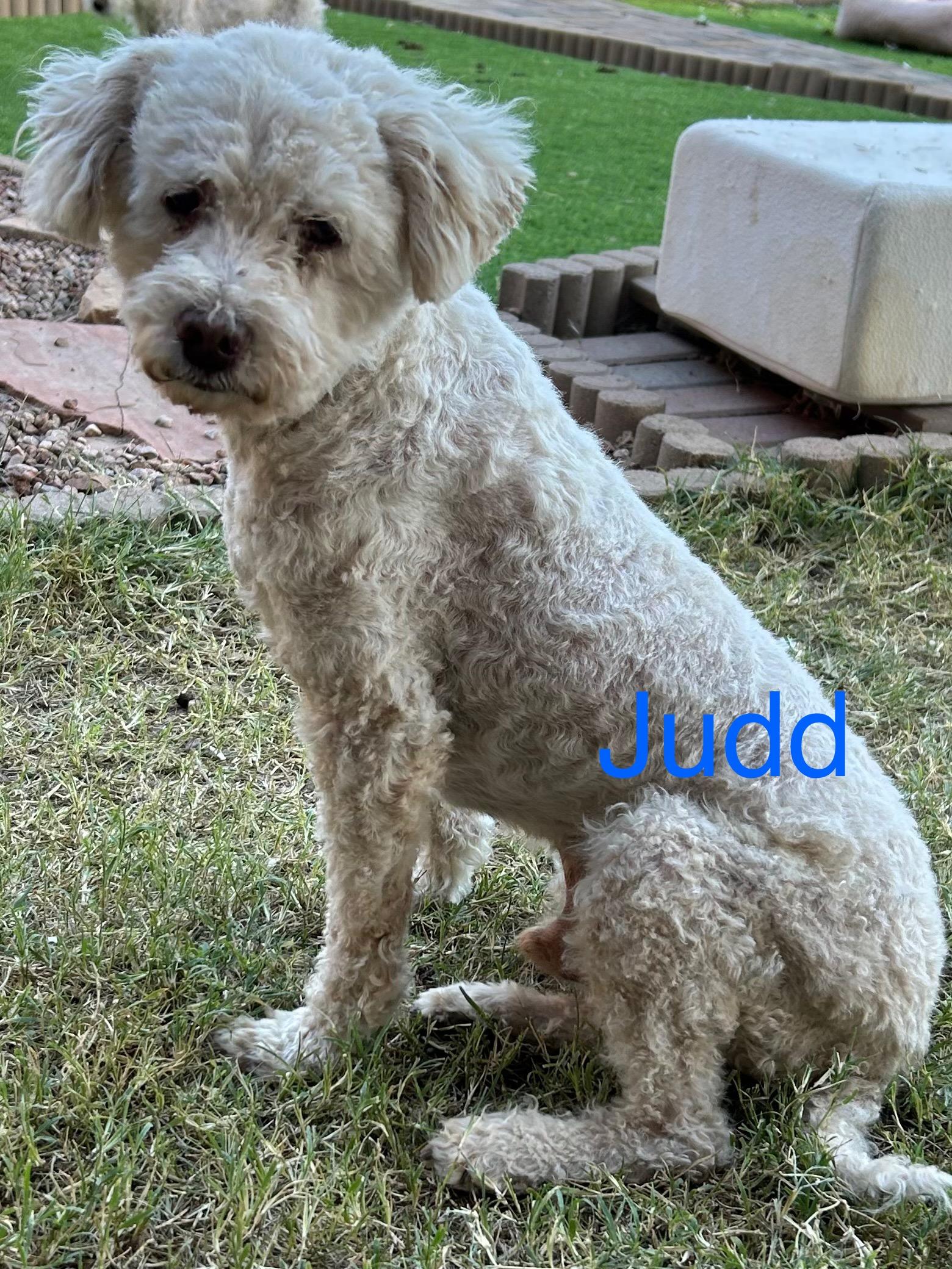 Judd, Adoptable, Adult Male Poodle.