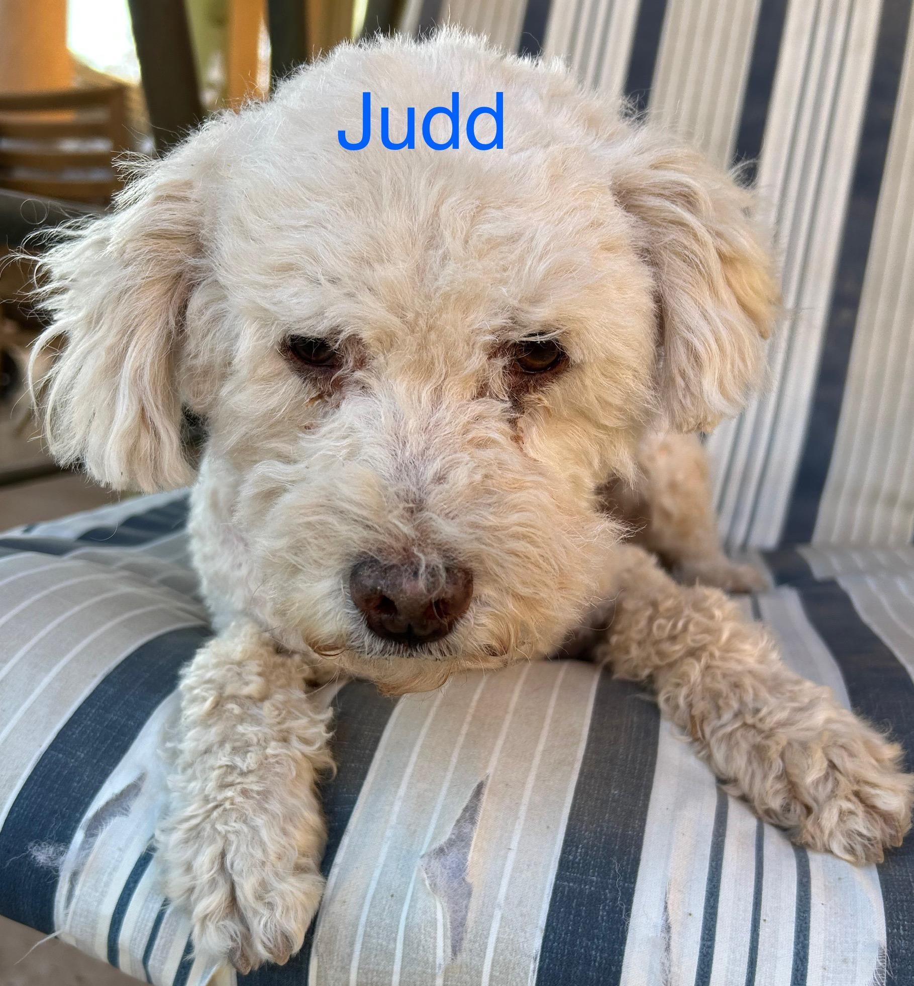 Judd, a Adoptable mixed breed in Albuquerque, NM image 2/2