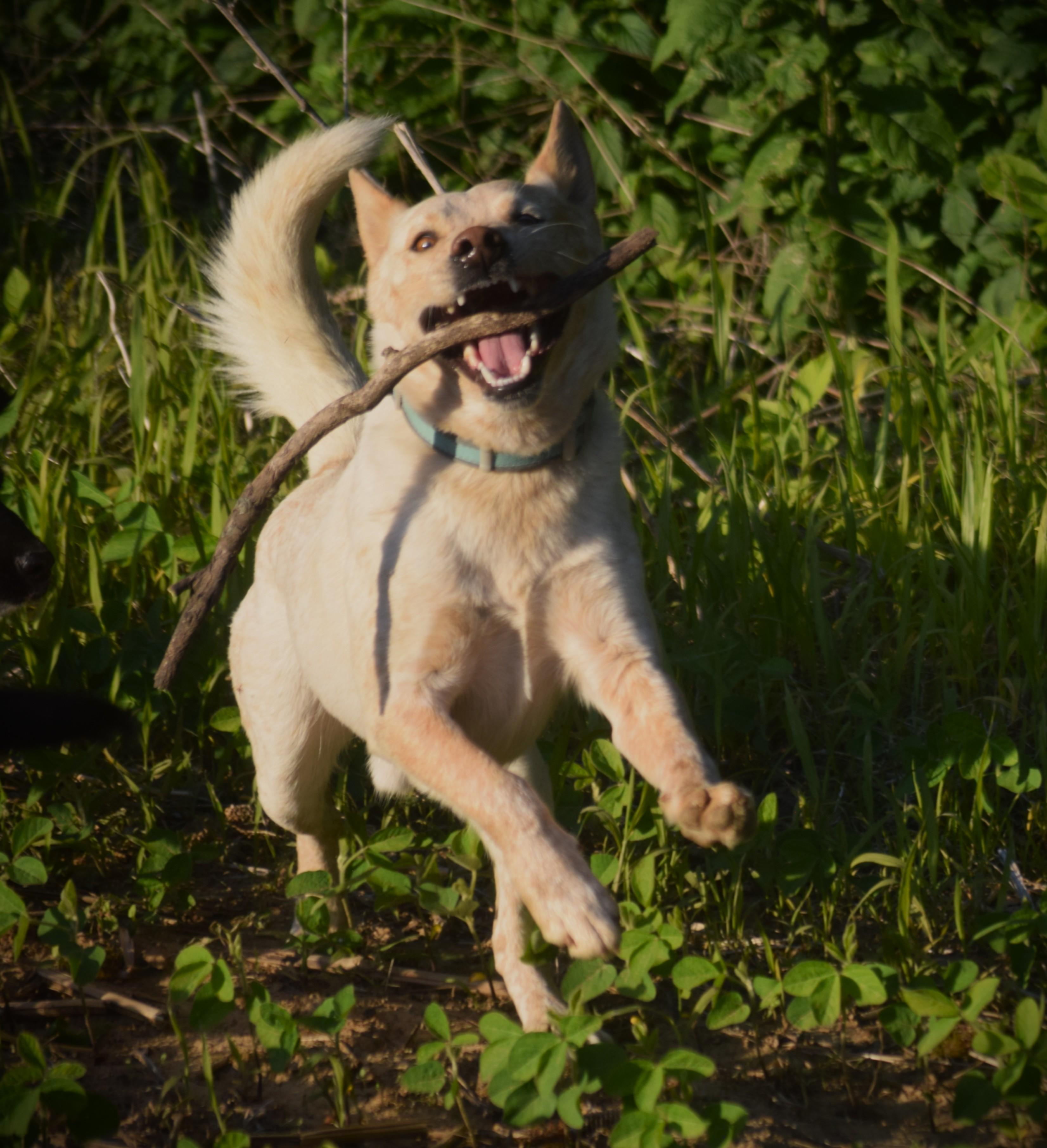 Enlarge Buddy-gentle spirit, an adopted mixed breed in Rockport, IN image 2/3