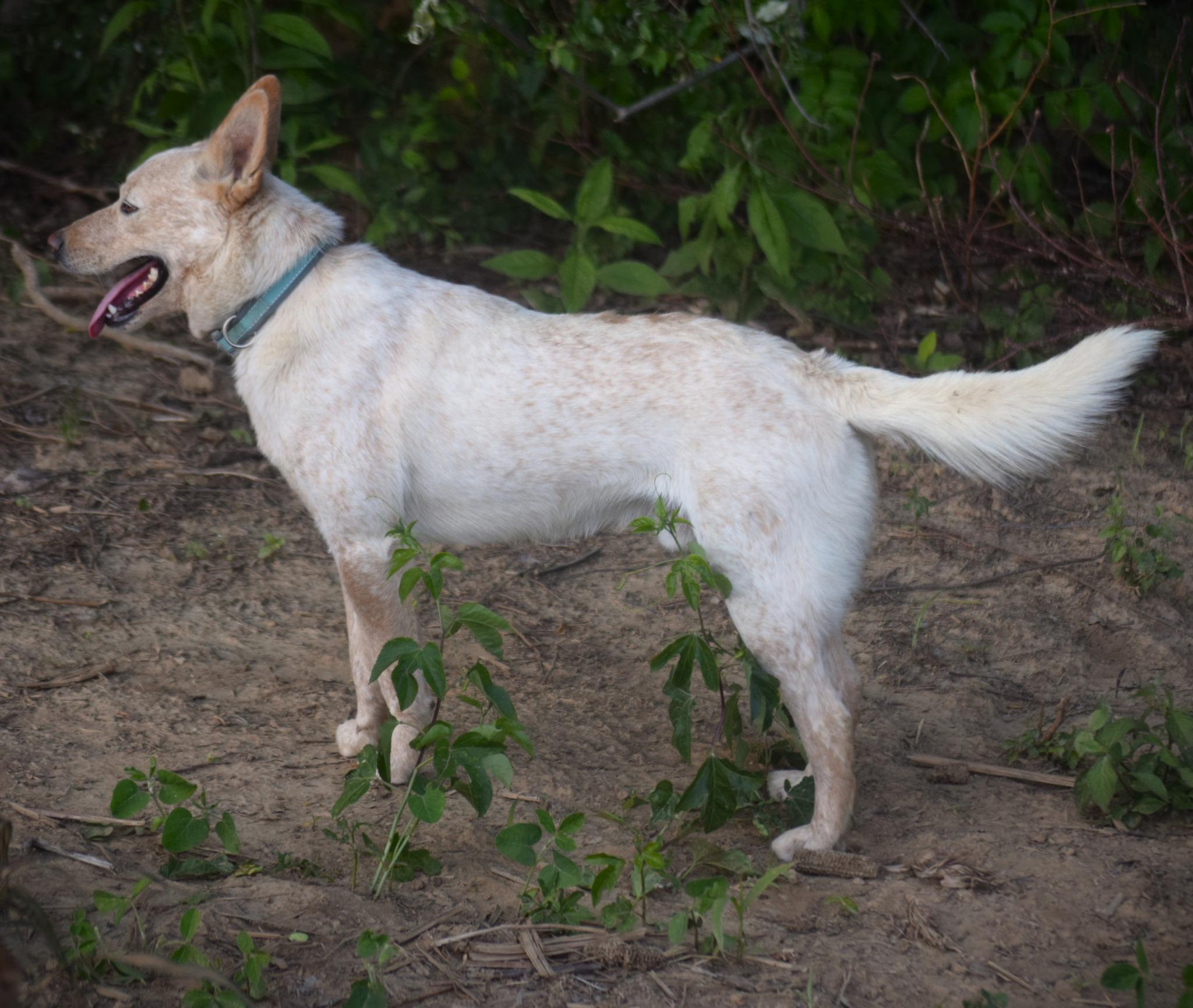 Enlarge Buddy-gentle spirit, an adopted mixed breed in Rockport, IN image 3/3