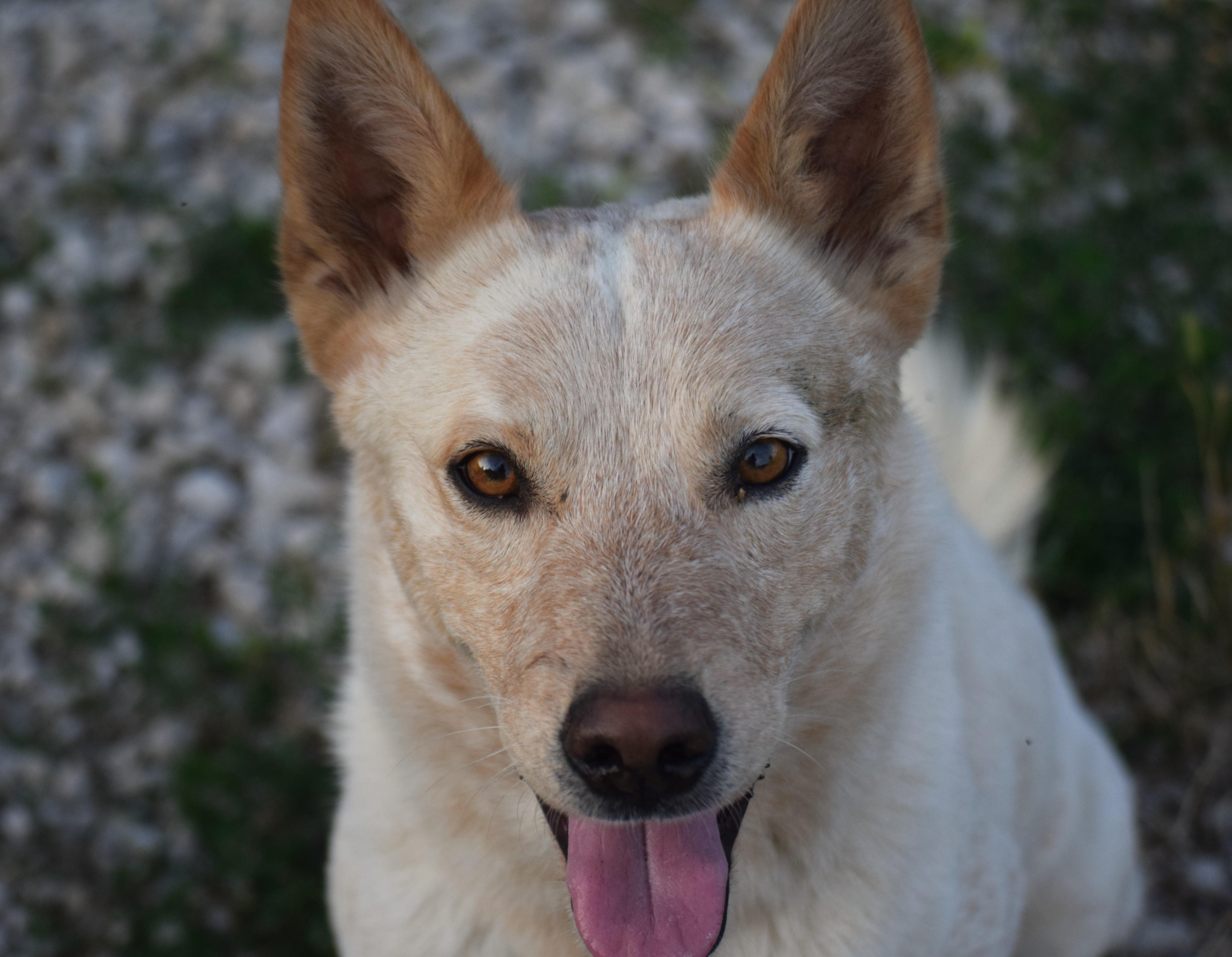 Buddy-gentle spirit, adopted, Young Male Australian Cattle Dog / Blue Heeler.