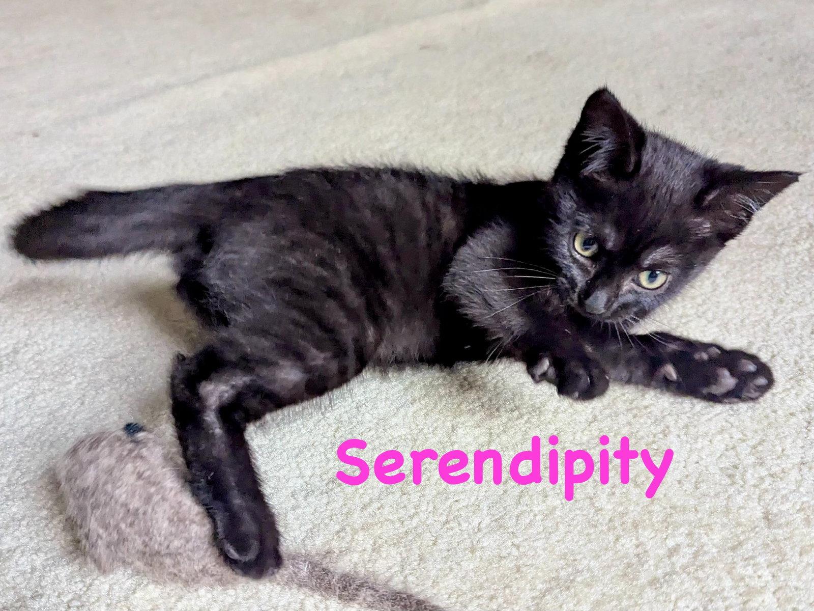 Serendipity, a Adoptable Domestic Short Hair in Reston, VA image 2/3