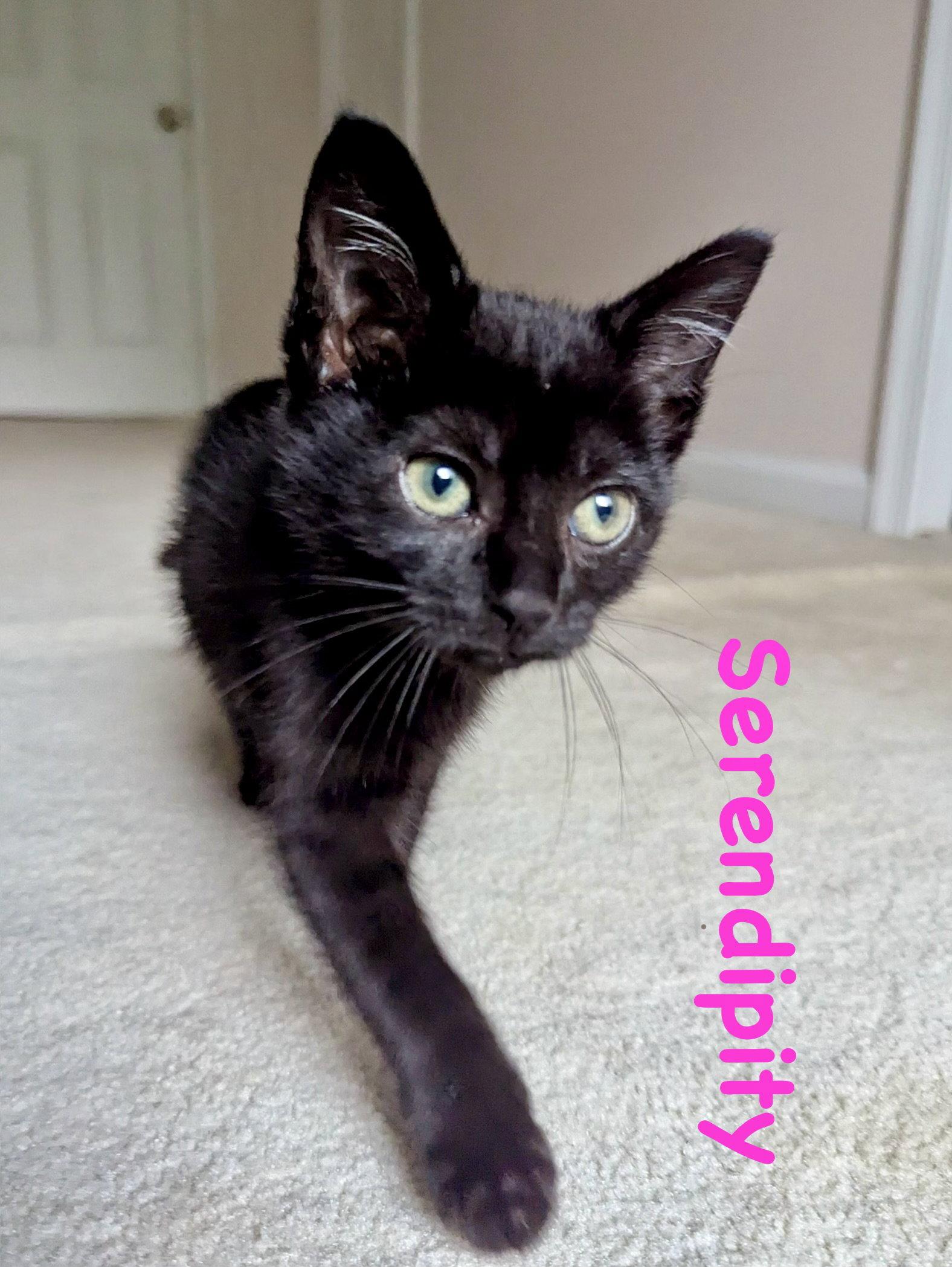 Enlarge Serendipity, a Adoptable Domestic Short Hair in Reston, VA image 2/3