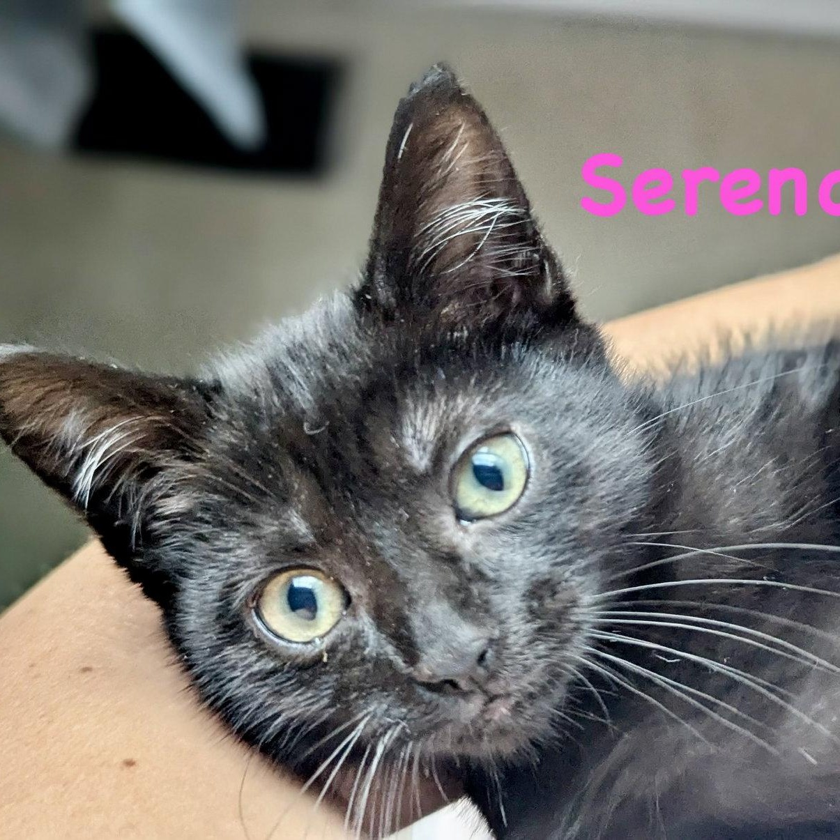 Enlarge Serendipity, a Adoptable Domestic Short Hair in Reston, VA image 3/3