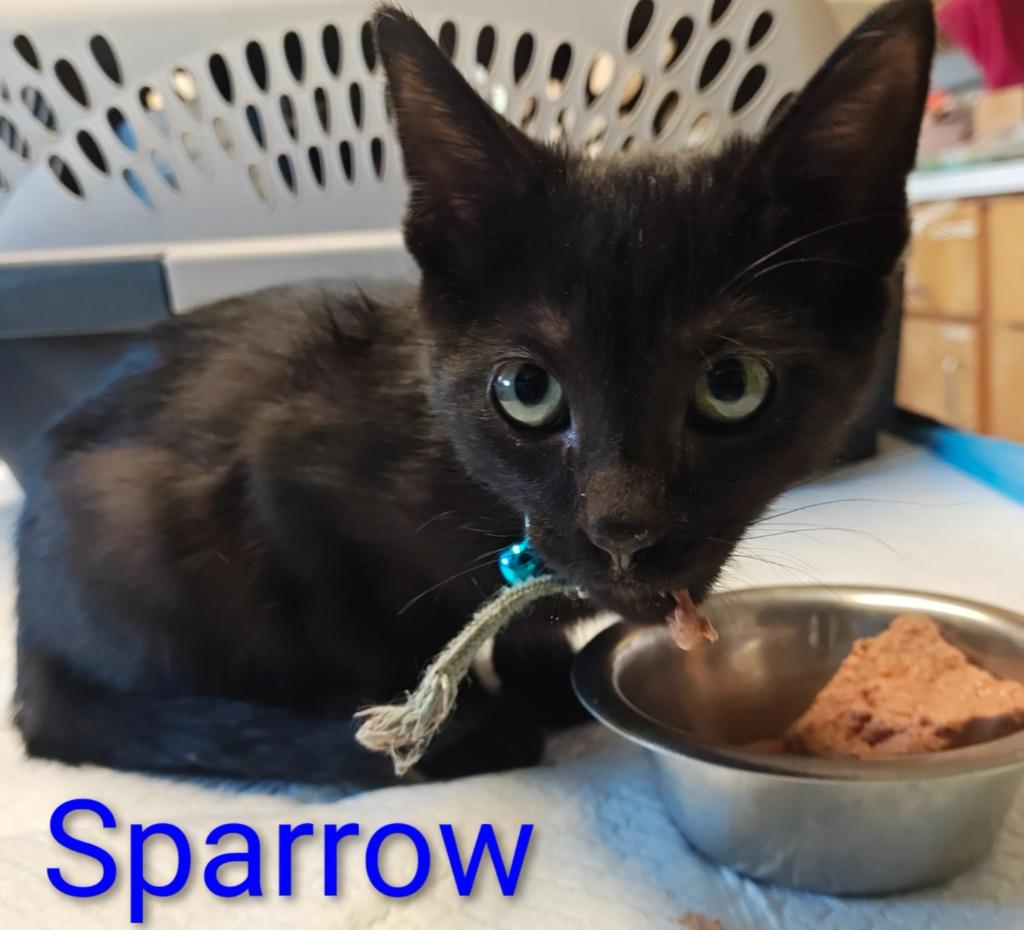 Sparrow, Adoptable, Kitten Male Domestic Short Hair.