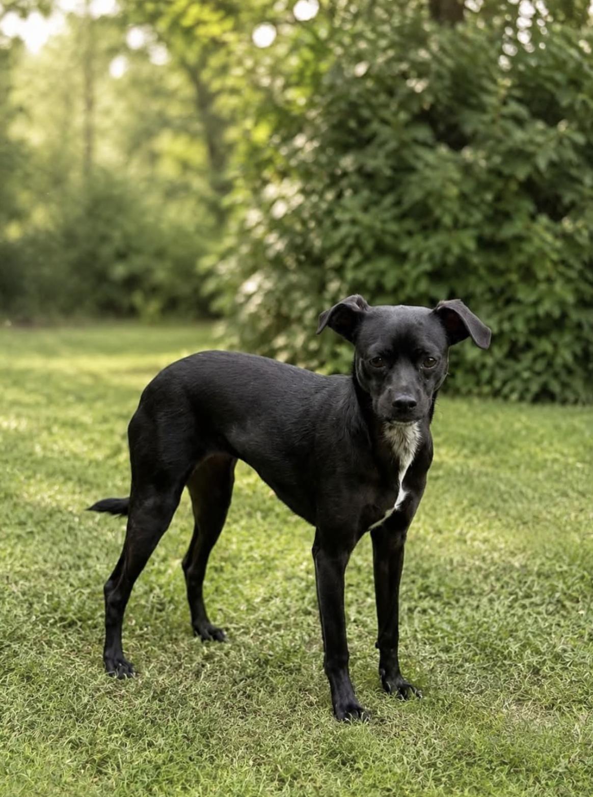 Enlarge Blair, a Adoptable mixed breed in Allen, TX image 3/5