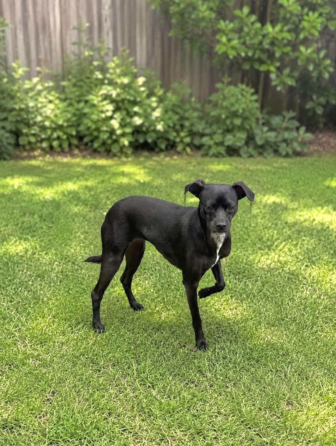 Enlarge Blair, a Adoptable mixed breed in Allen, TX image 4/5