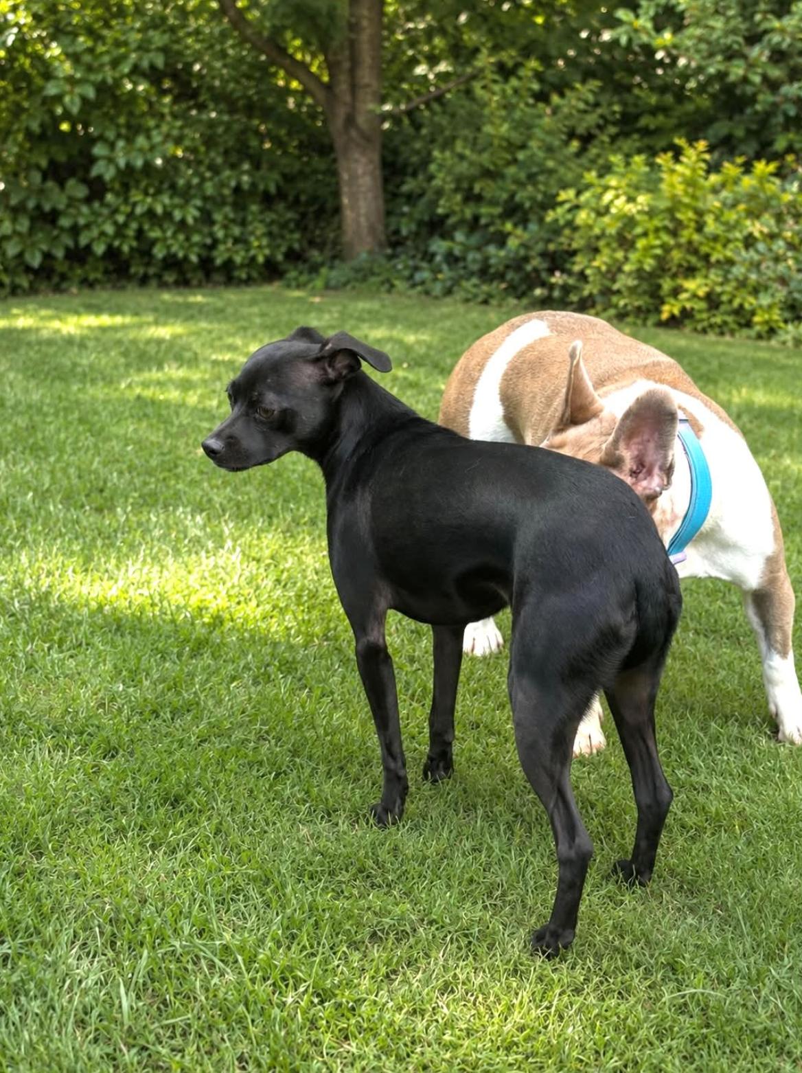 Enlarge Blair, a Adoptable mixed breed in Allen, TX image 5/5