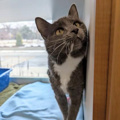 Lucy, Adoptable, Adult Female Domestic Short Hair & Domestic Short Hair.