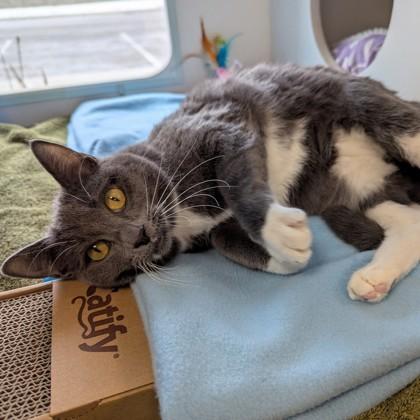 Enlarge Lucy, a Adoptable mixed breed in Wheaton, IL image 2/3