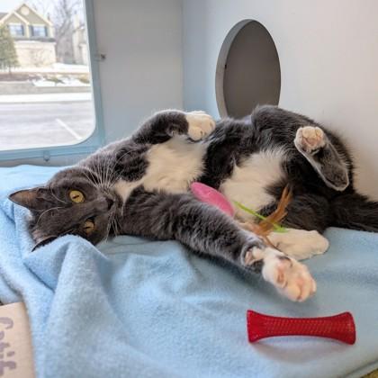 Enlarge Lucy, a Adoptable mixed breed in Wheaton, IL image 3/3