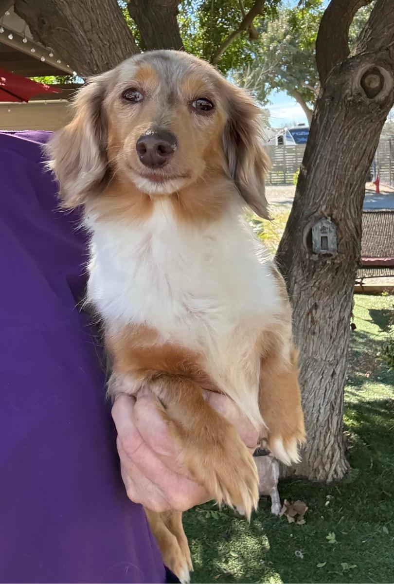 Evie, adopted, Senior Female Dachshund (Long Haired).