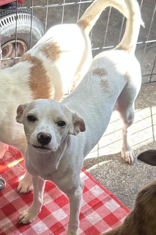 Dratini, Adopted, Puppy Female Chihuahua & Italian Greyhound.