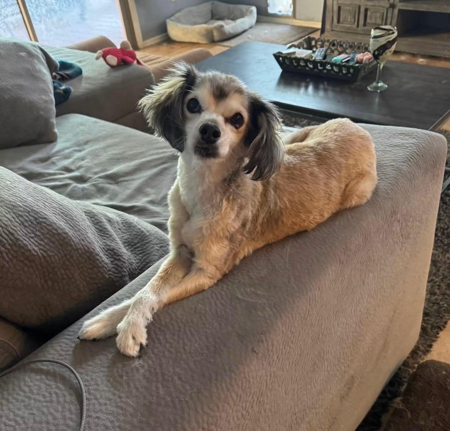 Enlarge Stella, an adopted mixed breed in Phoenix, AZ image 1/3