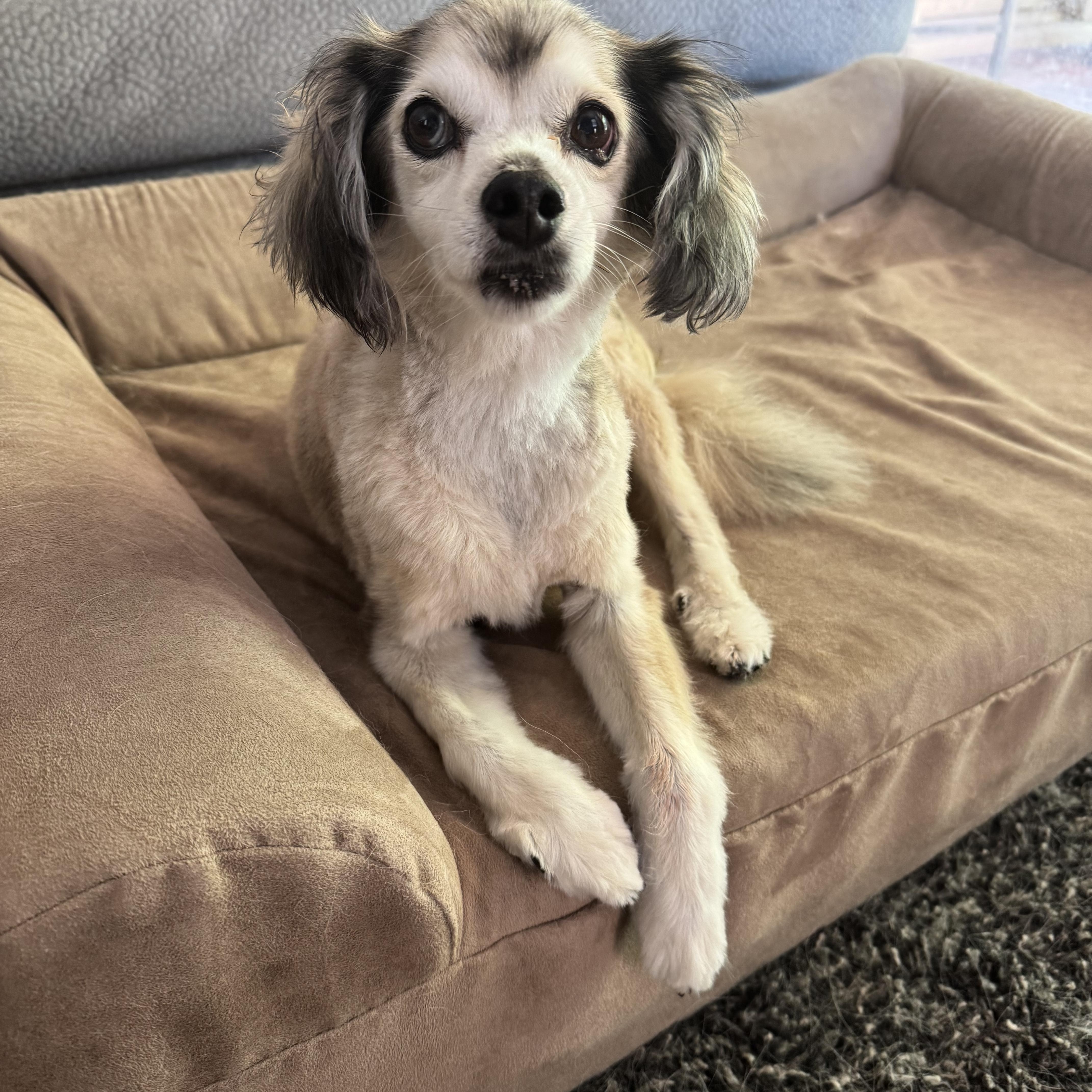 Enlarge Stella, an adopted mixed breed in Phoenix, AZ image 2/3