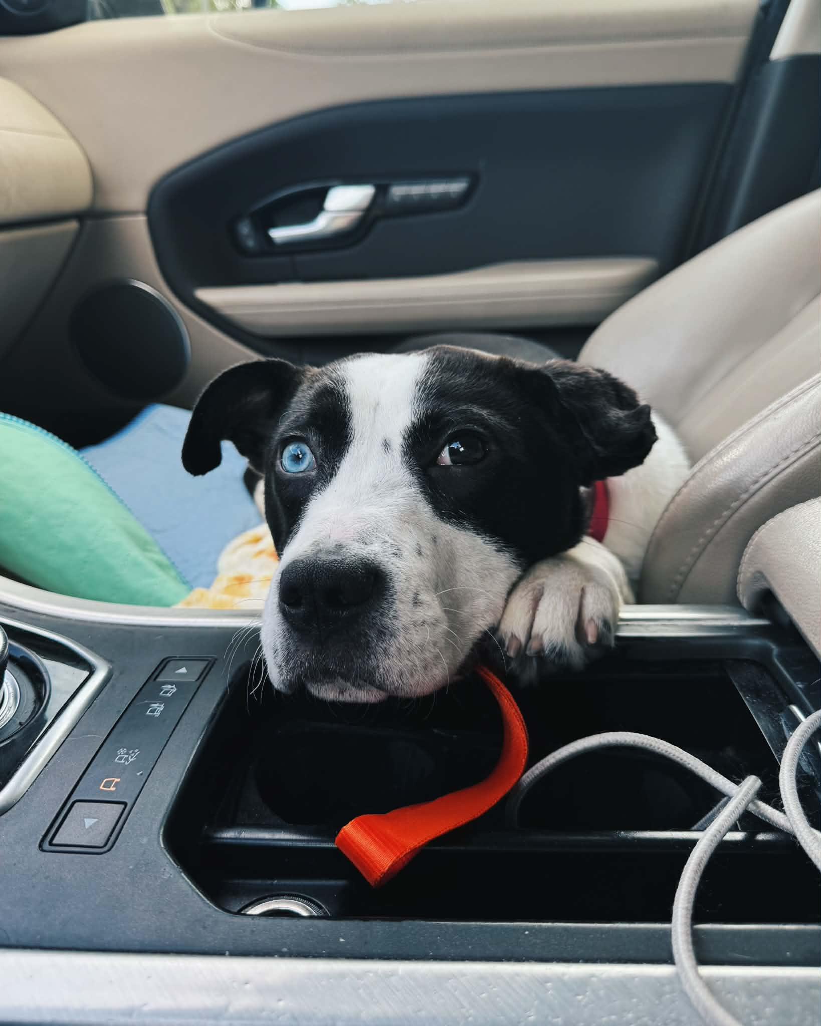Boba, ADOPTABLE, Young Female Pit Bull Terrier & Husky.
