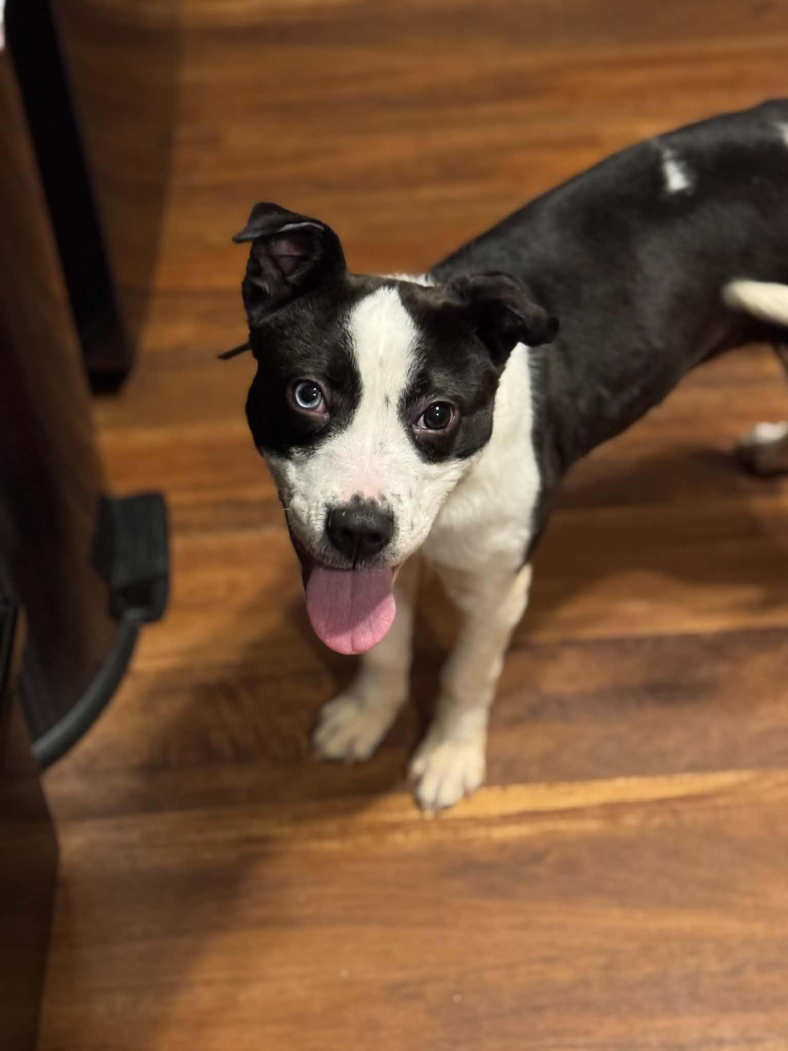 Boba, a ADOPTABLE mixed breed in Milwaukee, WI image 2/2