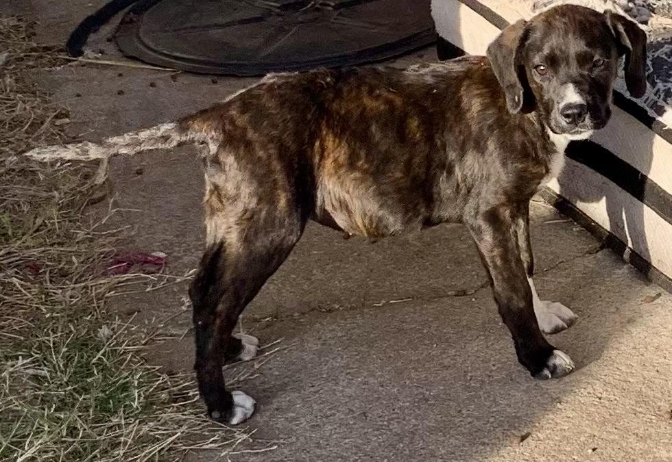 Enlarge Lilly * WOK, a ADOPTABLE mixed breed in Albert Lea, MN image 2/2