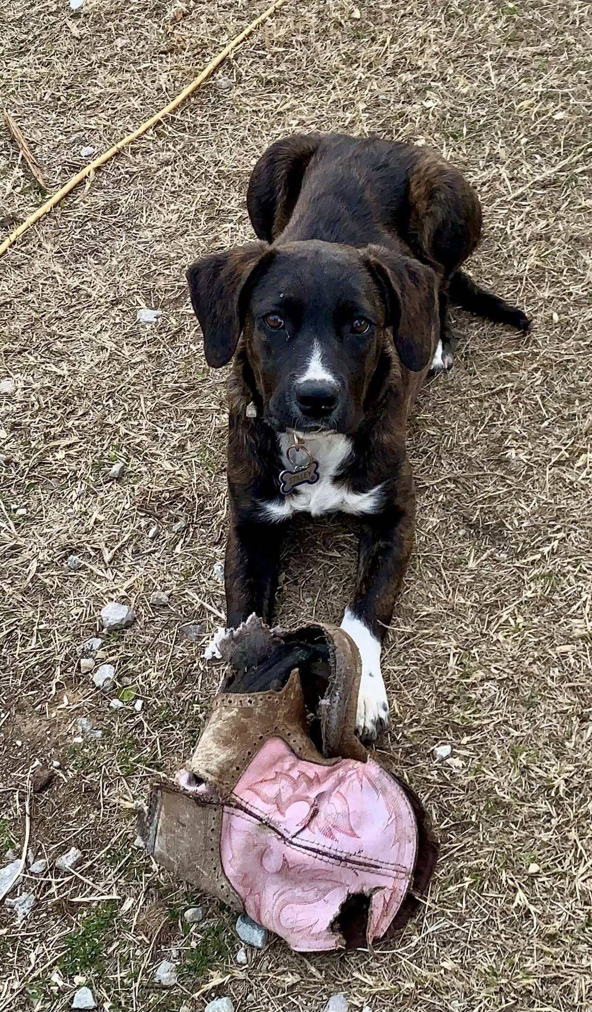Enlarge Lilly * WOK, a ADOPTABLE mixed breed in Albert Lea, MN image 1/2