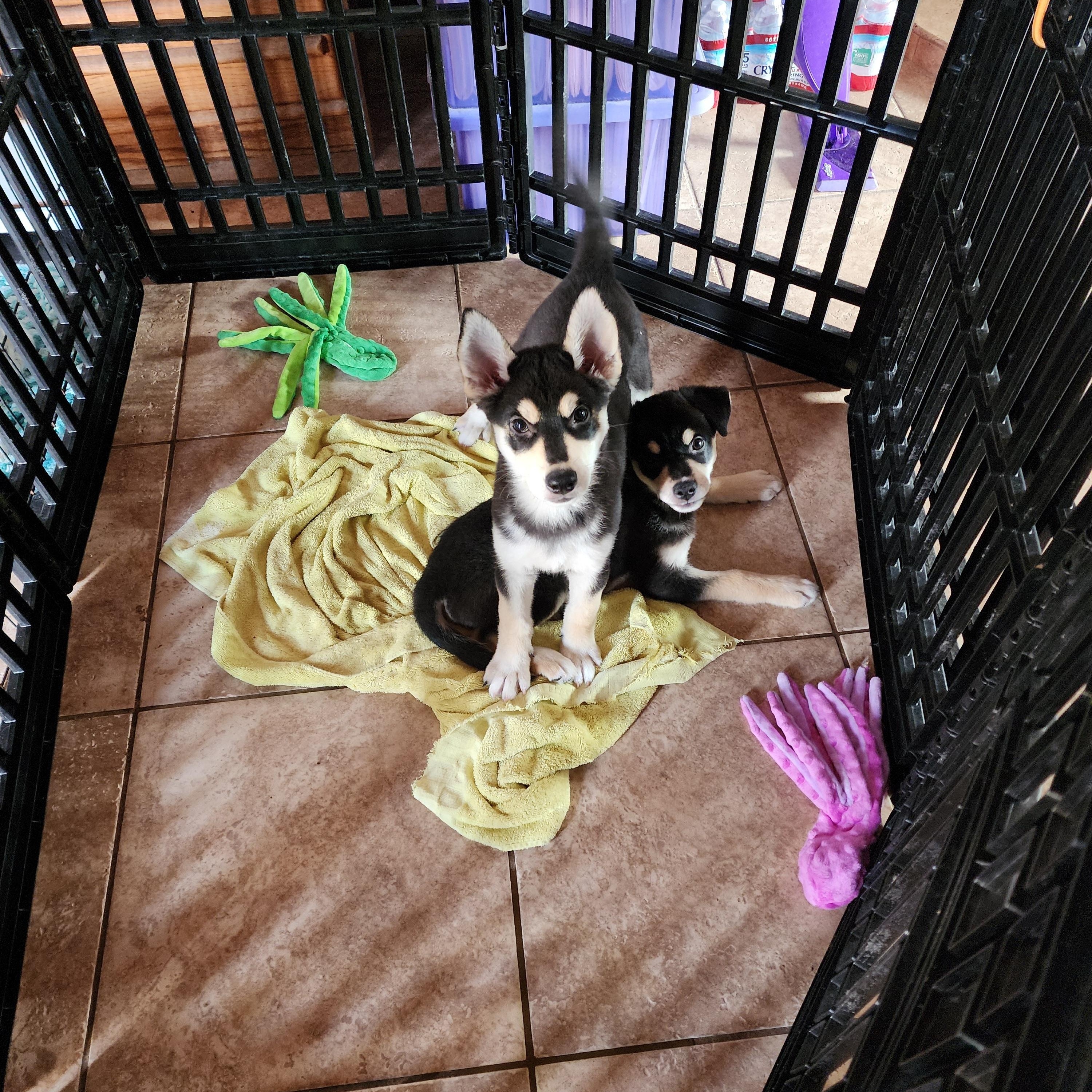 Bonnie, Adoptable, Puppy Female German Shepherd Dog & Husky.